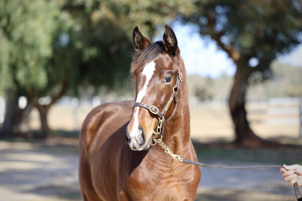 Lot 128: Diatonic (JPN) / Lady Montoya