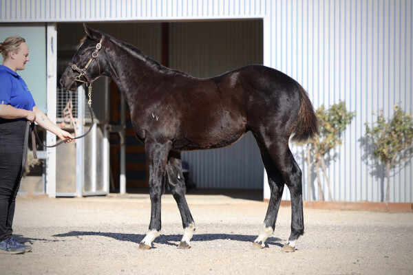 Lot 132: Dirty Work / Lavender Mist