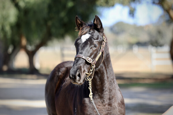 Lot 132: Dirty Work / Lavender Mist