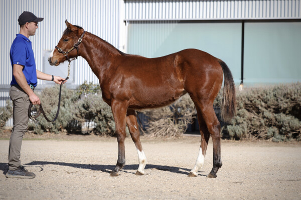 Lot 134: Rubick / Liliero