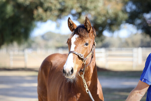 Lot 134: Rubick / Liliero