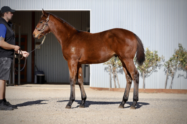 Lot 138: Shamus Award / Loving Gracie (NZ)