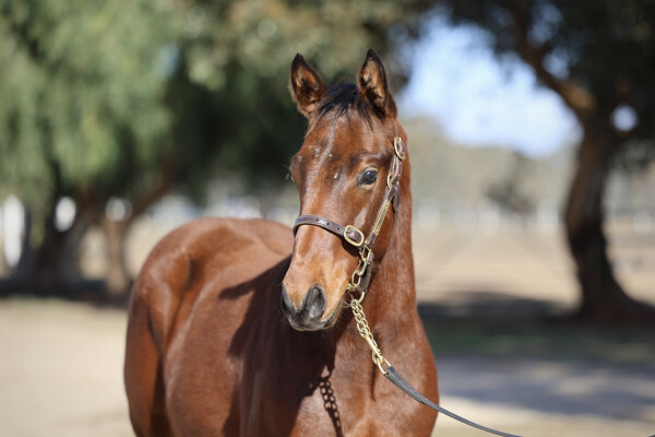 Lot 138: Shamus Award / Loving Gracie (NZ)