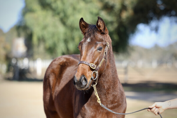 Lot 147: Nicconi / Marion Type