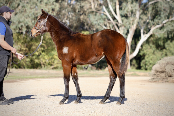 Lot 151: Lucky Vega (IRE) / Masikota