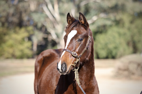 Lot 151: Lucky Vega (IRE) / Masikota