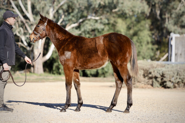 Lot 172: Diatonic (JPN) / Nina d'Oro