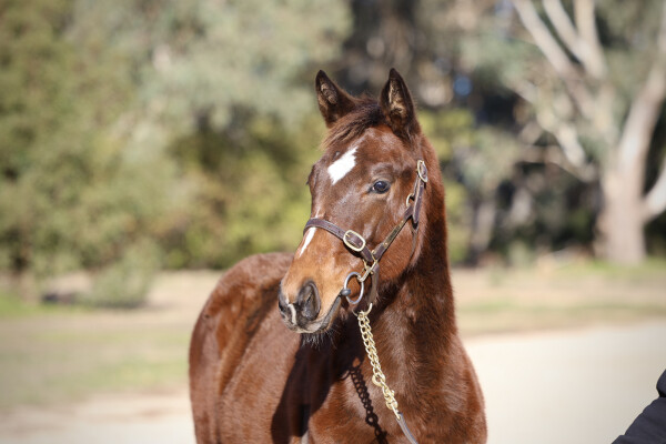 Lot 172: Diatonic (JPN) / Nina d'Oro
