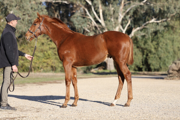 Lot 217: Written By / She's Curvaceous