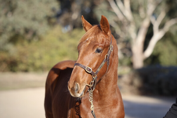 Lot 217: Written By / She's Curvaceous