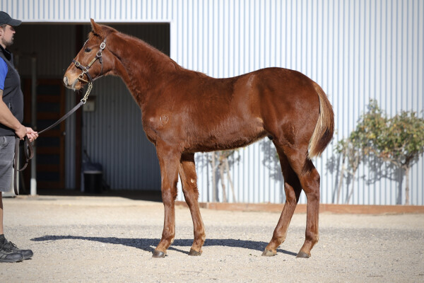 Lot 219: Street Boss (USA) / Shezacraftsman (NZ)