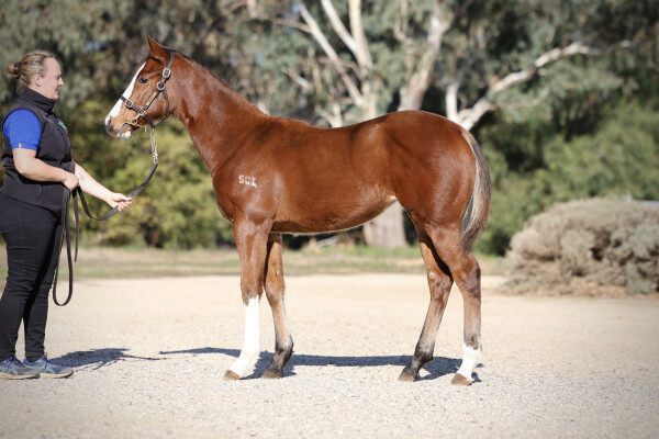Lot 233: Toronado (IRE) / Sofonisba