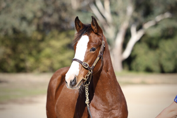 Lot 233: Toronado (IRE) / Sofonisba