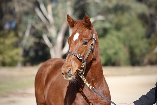 Lot 244: Captivant / Street Rules