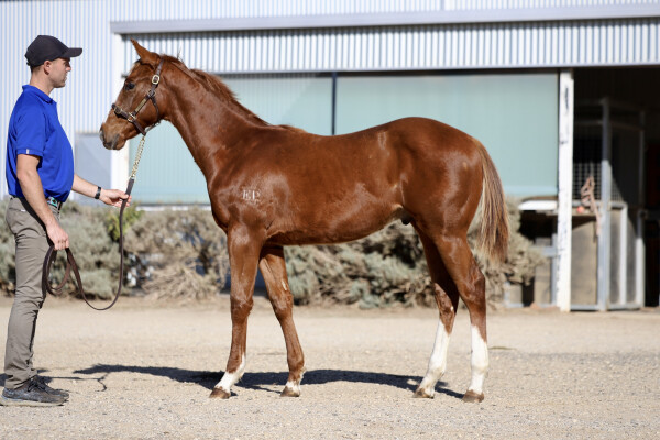 Lot 258: Rich Enuff / Tiz My Bay