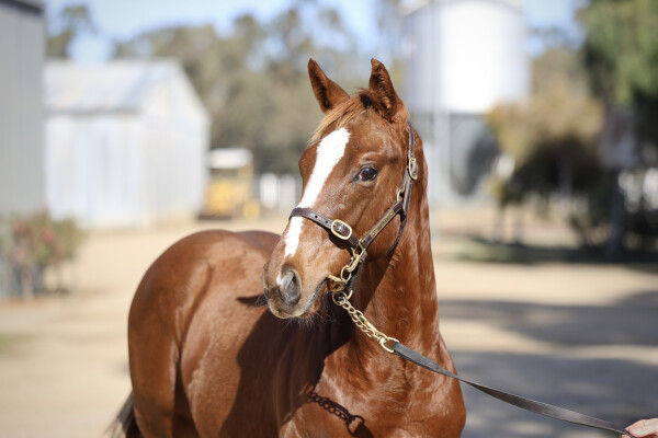 Lot 258: Rich Enuff / Tiz My Bay