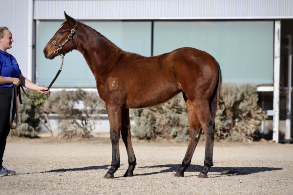 Lot 271: Shamus Award / Vickezzlepin (NZ)