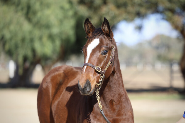 Lot 271: Shamus Award / Vickezzlepin (NZ)