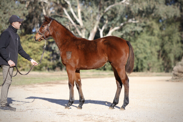 Lot 306: Portland Sky / Baroda