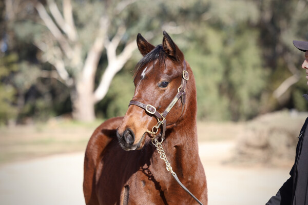 Lot 306: Portland Sky / Baroda