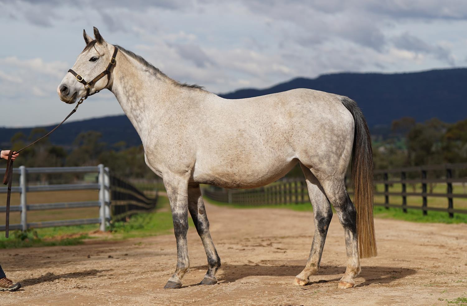 Stakes winners in foal to Wootton Bassett and Snitzel headline the June (Early) Online Sale