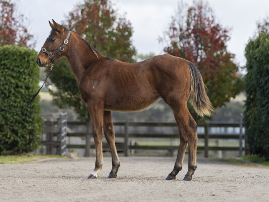 Lot 3: Zoustar / Cafe Royal