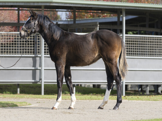Lot 94: Hitotsu / Hokkaido Miss (JPN)