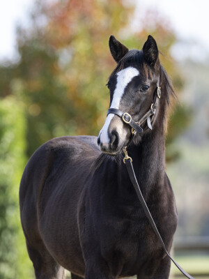 Lot 94: Hitotsu / Hokkaido Miss (JPN)