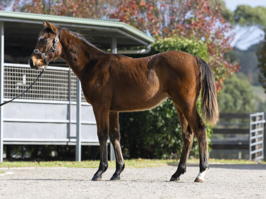 Lot 168: Artorius / Mumtaazah