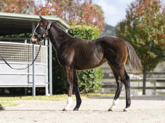 Lot 169: Bruckner / My Empress