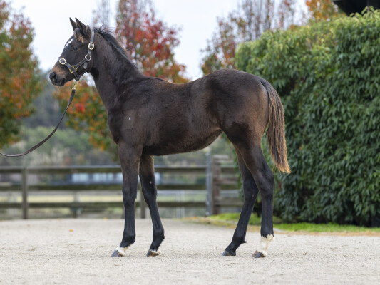 Lot 181: Toronado (IRE) / Only Words (NZ)