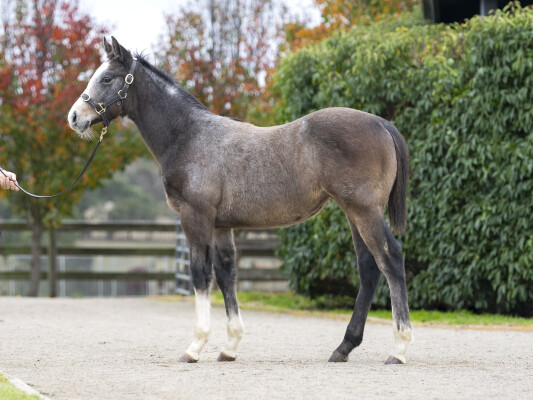 Lot 240: Toronado (IRE) / Specialism