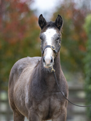 Lot 240: Toronado (IRE) / Specialism