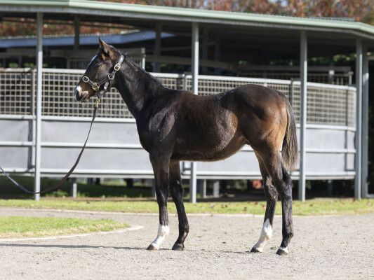Lot 259: Blue Point (IRE) / Tomorrow's Dream (FR)
