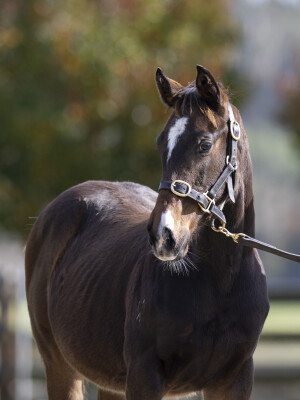 Lot 259: Blue Point (IRE) / Tomorrow's Dream (FR)