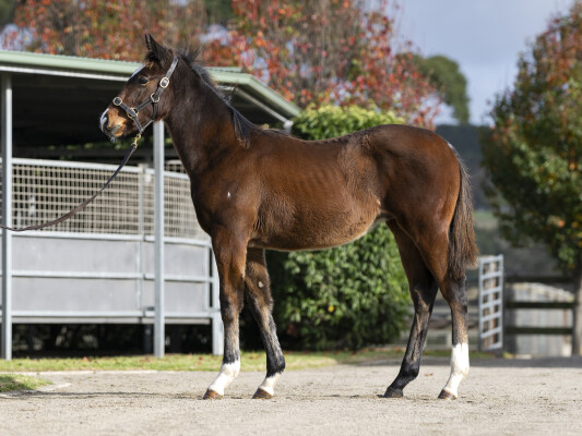 Lot 276: Dundeel (NZ) / Without Risk