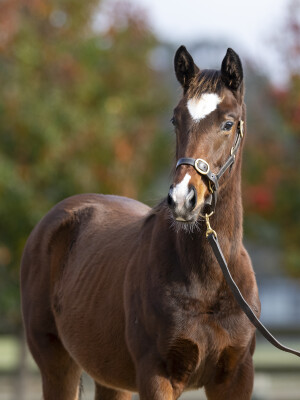 Lot 276: Dundeel (NZ) / Without Risk