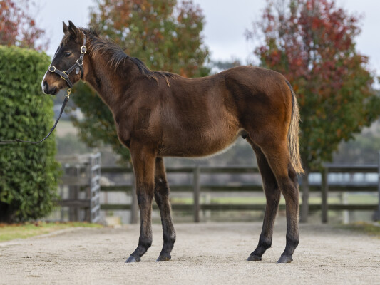 Lot 285: Sejardan / Aeecee Dolce
