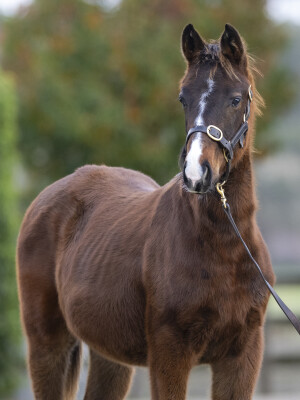 Lot 285: Sejardan / Aeecee Dolce