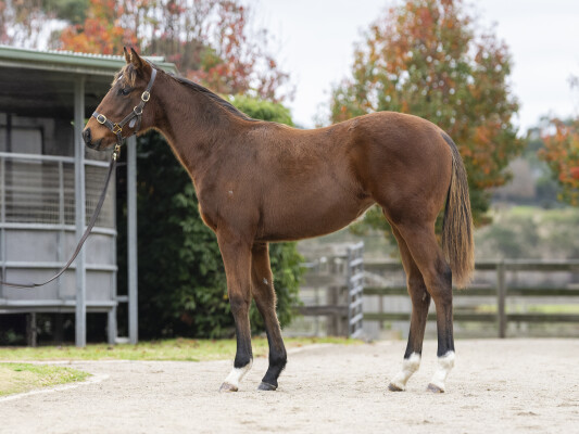 Lot 286: Wooded (IRE) / Aeecee Power