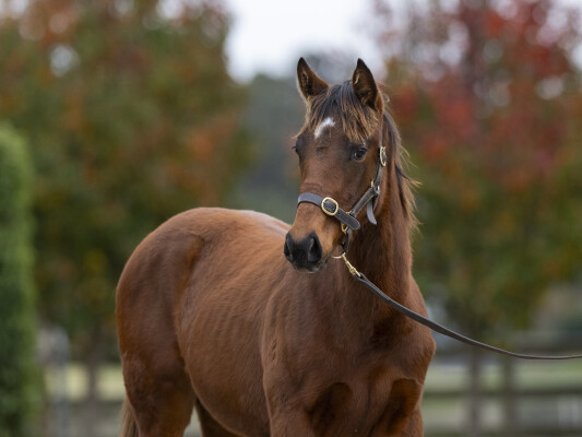 Lot 286: Wooded (IRE) / Aeecee Power