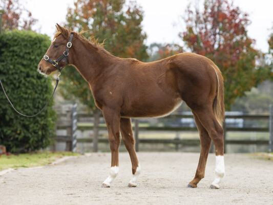 Lot 296: Star Turn / Arriva Diva (USA)