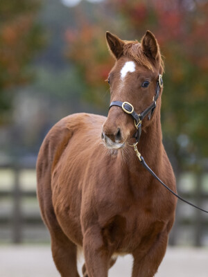 Lot 296: Star Turn / Arriva Diva (USA)