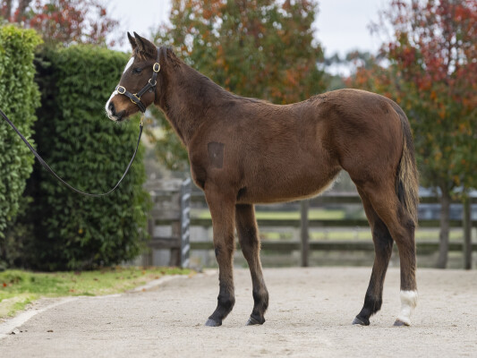 Lot 297: Toronado (IRE) / Ascertain (USA)