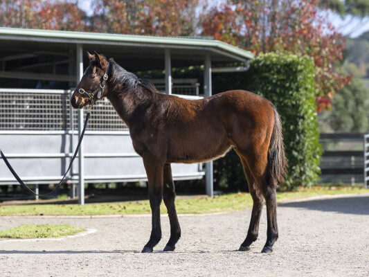 Lot 314: In the Congo / Bellissima Miss (NZ)