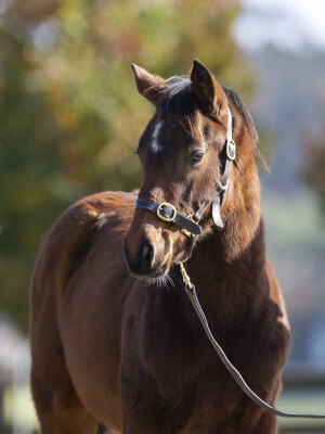 Lot 314: In the Congo / Bellissima Miss (NZ)