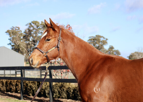 Lot 188: Kermadec (NZ) / Pompon