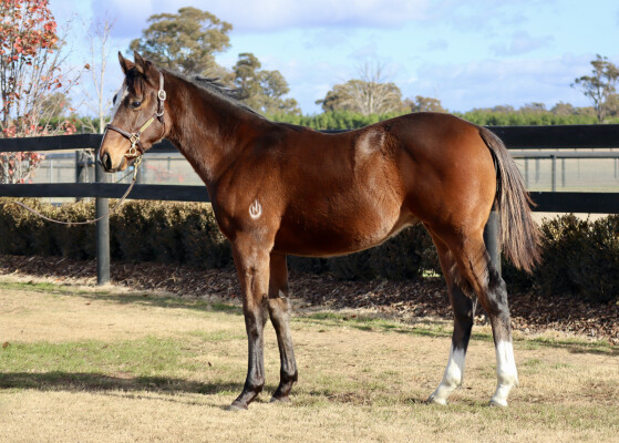 Lot 10: Maurice (JPN) / Centro Storico