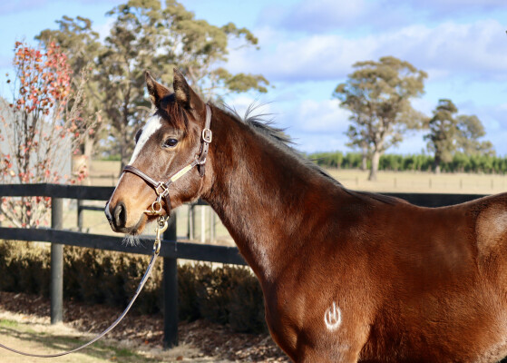 Lot 10: Maurice (JPN) / Centro Storico