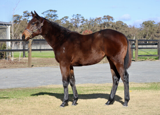 Lot 20: Tassort / Colour Drops